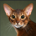 Abyssinian Cat for Sale: A Guide for First-Time Owners